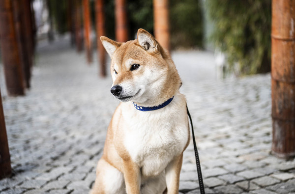 Residence GoldRain - (C) Hannes Niederkofler WEB 3189